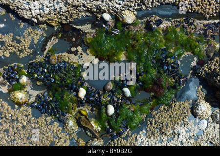 Rockpool con cirripedi, cozze patelle, conchiglia, alghe a Kilkee, County Clare, costa Ovest dell Irlanda Foto Stock