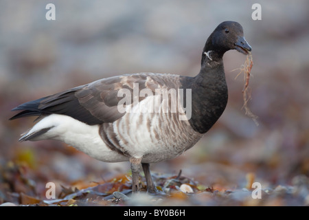 Brent oca; Branta bernicla; Cornovaglia Foto Stock