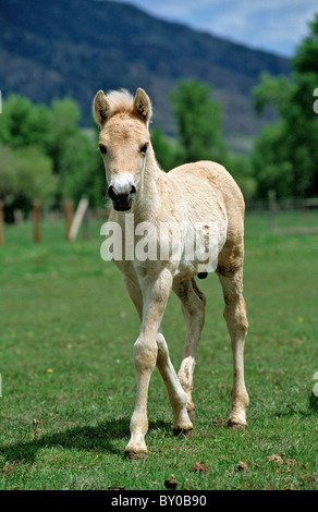 Fiordo norvegese cavallo - puledro camminando sul prato Foto Stock