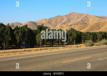 La piantagione di orange in California, Stati Uniti d'America Foto Stock