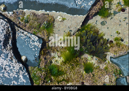 Rockpool con cirripedi, cozze patelle, conchiglia, alghe a Kilkee, County Clare, costa Ovest dell Irlanda Foto Stock