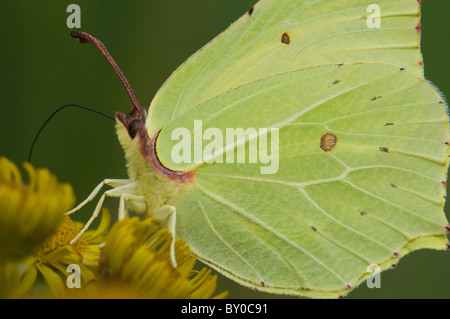 Brimstone butterfly Foto Stock