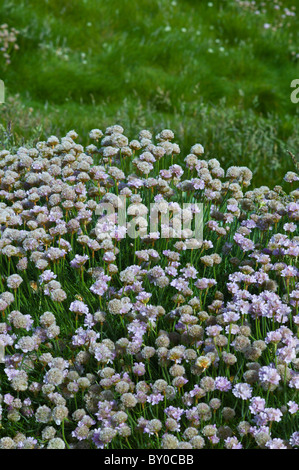 Nativo di parsimonia mare mare fiore rosa pianta Armeria maritima - Plumbaginaceae a Kilkee, County Clare, Irlanda occidentale Foto Stock