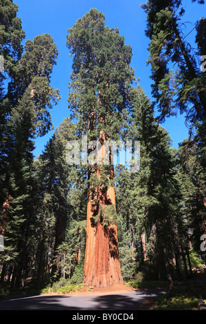 Alberi di Sequoia, Sequoia National Park in California, Stati Uniti d'America Foto Stock