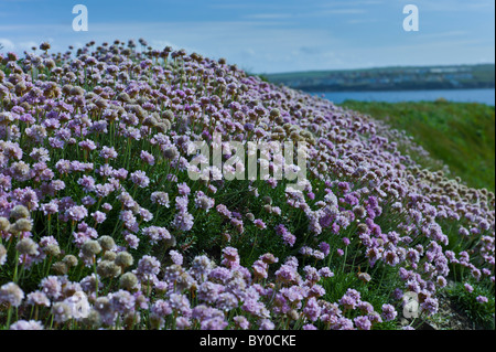 Nativo di parsimonia mare mare fiore rosa pianta Armeria maritima - Plumbaginaceae a Kilkee, County Clare, Irlanda occidentale Foto Stock