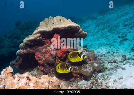 Raccoon butterflyfish (Chaetodon lunula), in coppia con coralli. Mare delle Andamane, Thailandia. Foto Stock