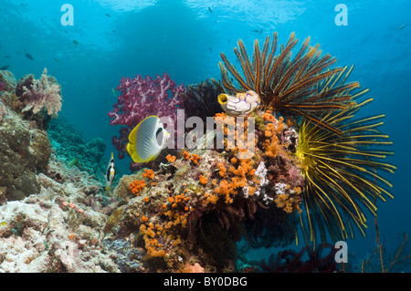 Coral reef paesaggi con Panda butterflyfish (Chaetodon adiergastos) crinoidi, coralli molli e seasquirt. Foto Stock
