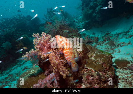 Coral hind (Cephalopholis miniata) in agguato contro soft coral. Mare delle Andamane, Thailandia. Foto Stock