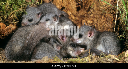 Moscardino commestibili (Glis glis). La madre e il giovane nel nido Foto Stock