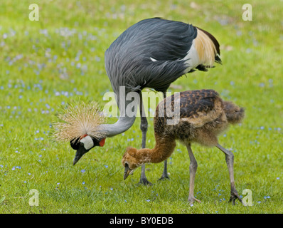 Nero Crowned Crane e seduta sul prato / Balearica pavonina Foto Stock