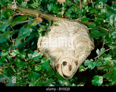 Wasp mediano (Dolichovespula media), il nido in un albero. Germania Foto Stock