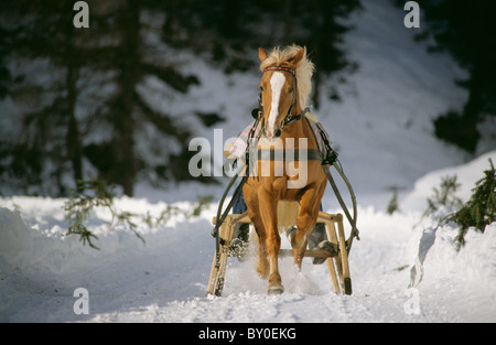 Cavalli di Razza Haflinger - disegno slitta - GARA Foto Stock