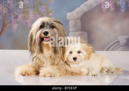 Havanese cane e cucciolo - giacente Foto Stock