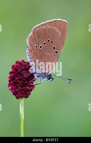 Dusky Grande Blu (Maculinea nausithous) su Burnett. Germania Foto Stock