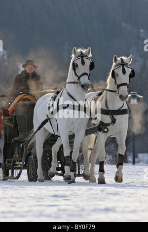 Due cavalli Lipizzan disegno carrello Foto Stock