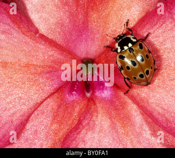 Eyed coccinella sul fiore / Anatis ocellata Foto Stock