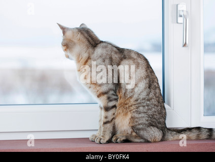 Il gatto domestico guardando fuori della finestra Foto Stock