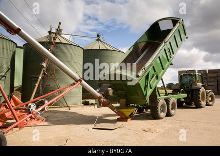 Un trattore e rimorchio il ribaltamento del suo carico di mais in una coclea di riempimento di un essiccatore di mais Foto Stock