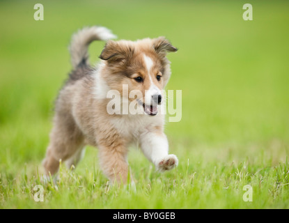 Sheltie. Puppy in esecuzione sul prato Foto Stock