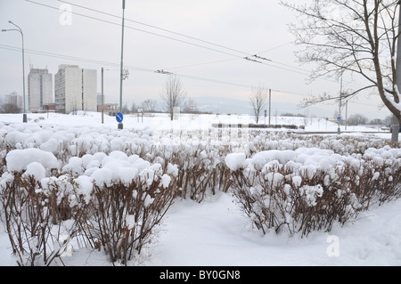 Boccole coperto di neve fresca Foto Stock
