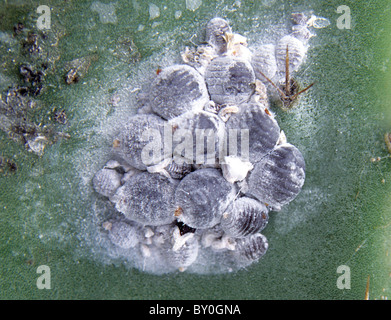 Cocciniglie (Dactylopius coccus) su Opuntia cactus Foto Stock