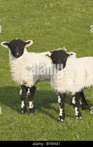 Due nero-di fronte agnelli, fianco a fianco, fissando la telecamera. Foto Stock
