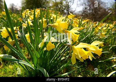 Narcissus pseudonarcissus (comunemente noto come wild daffodil o Quaresima lily) nel Nord nello Yorkshire Moors National Park di Farndale Foto Stock