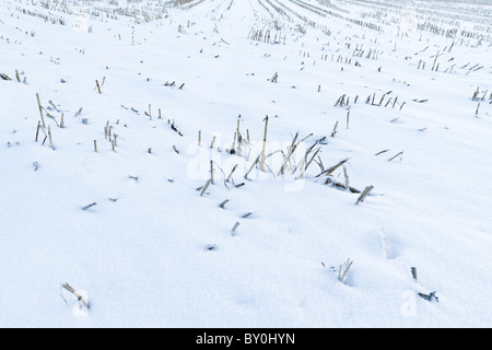 Campo di grano la stoppia che mostra attraverso la neve sul terreno coltivato in inverno, Nottinghamshire, England, Regno Unito Foto Stock