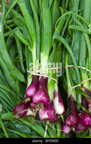 Rosso di Scalogni Cipolline in vendita al mercato degli agricoltori, County Clare, Irlanda occidentale Foto Stock