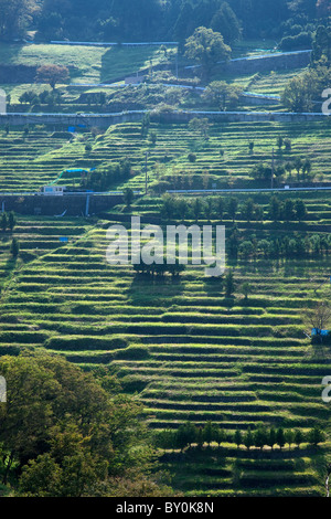 Campi terrazzati di Nashigadaira, Echizen, Fukui, Giappone Foto Stock