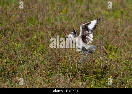 Willet Catoptrophorus semipalmatus Bolsa Chica ecologico di preservare la California USA Foto Stock