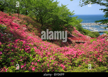 Azalea di Tannowa Park, Misaki, Osaka, Giappone Foto Stock