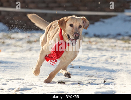 Per adulti laboratorio giallo acceso nella neve indossando sciarpa rossa Foto Stock