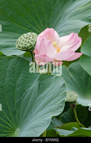 Sacro lotus (Nelumbo nucifera), fiore e seedheads Foto Stock