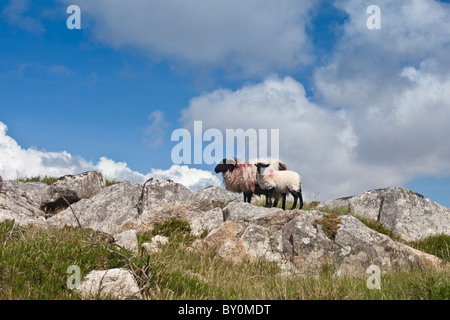 Nero-di fronte le pecore di montagna sul vecchio Bog Road vicino a Roundstone, Connemara, nella contea di Galway, Irlanda Foto Stock