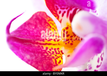 Fiore di bellezza orchid Foto Stock