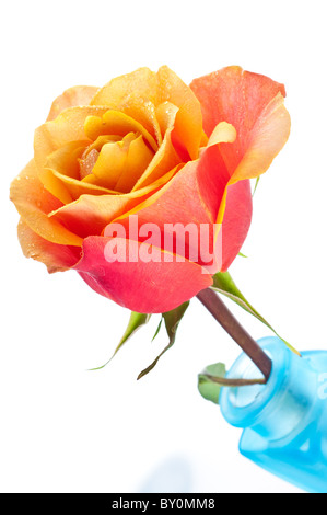 Bouquet di rose rosa in vaso Foto Stock