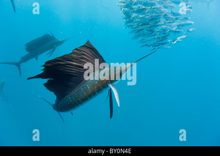 Atlantic Sailfish a caccia di sardine, Istiophorus albicans, Isla Mujeres, la penisola dello Yucatan, il Mare dei Caraibi, Messico Foto Stock