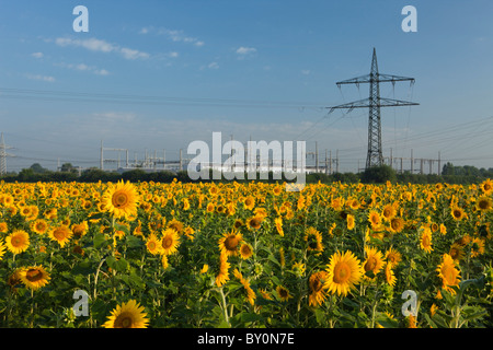 Campo di semi di girasole in prossimità di tralicci di energia elettrica, Helianthus annuus, Monaco di Baviera, Germania Foto Stock