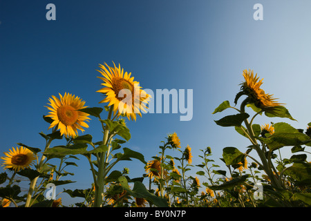 Girasoli, Helianthus annuus, Monaco di Baviera, Germania Foto Stock