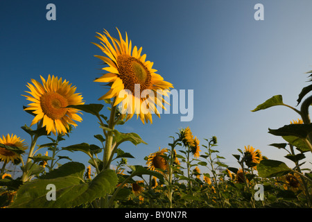 Girasoli, Helianthus annuus, Monaco di Baviera, Germania Foto Stock