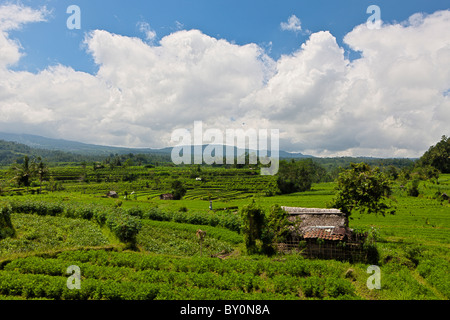 I campi di trifoglio a Bali, Trifolium, Bali, Indonesia Foto Stock