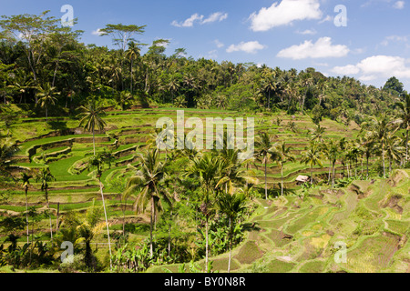 Ricefields di Tegalalang, Oryza, Bali, Indonesia Foto Stock