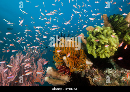 Fiamma pacifico Anthias in Coral Reef, Pseudanthias dispar, Amed, Bali, Indonesia Foto Stock