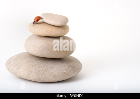 Coccinella sul mucchio di pietre isolato su bianco Foto Stock