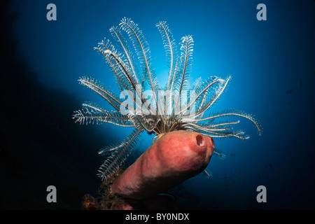 In Featherstar Coral Reef, Comantheria sp., Alam Batu, Bali, Indonesia Foto Stock