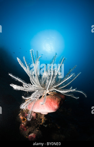 In Featherstar Coral Reef, Comantheria sp., Alam Batu, Bali, Indonesia Foto Stock