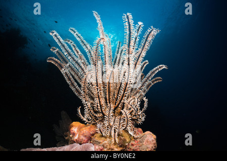 In Featherstar Coral Reef, Comantheria sp., Alam Batu, Bali, Indonesia Foto Stock