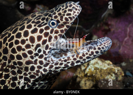 Bianco-nastrare detergente per la pulizia di gamberetti Murena a nido d'ape, Lysmata amboinensis, Gymnothorax favagineus, Alam Batu, Bali, Indonesia Foto Stock