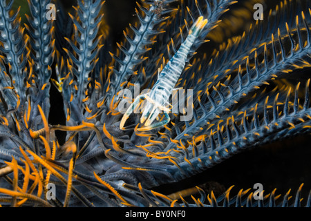 Blu gamberetti commensali di Crinoide, Periclimenes amboinensis, Alam Batu, Bali, Indonesia Foto Stock